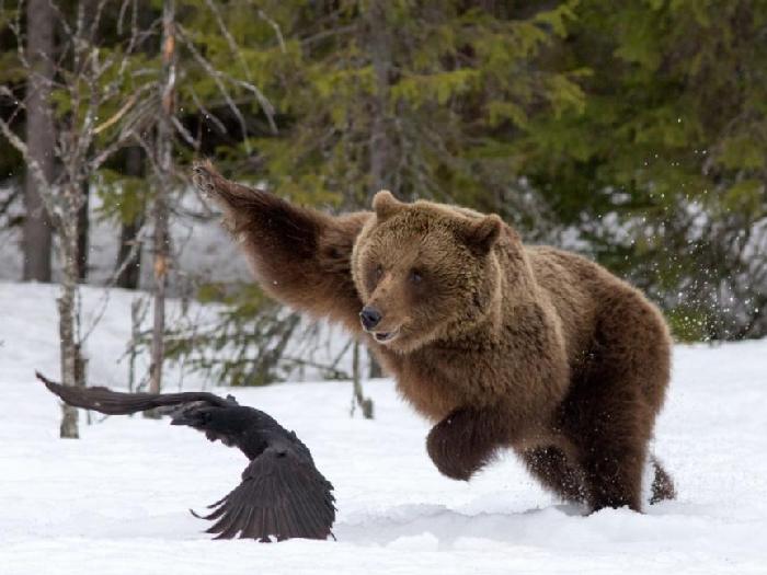 Сибирский-медведь-Описание-и-образ-жизни-сибирского-медведя-2